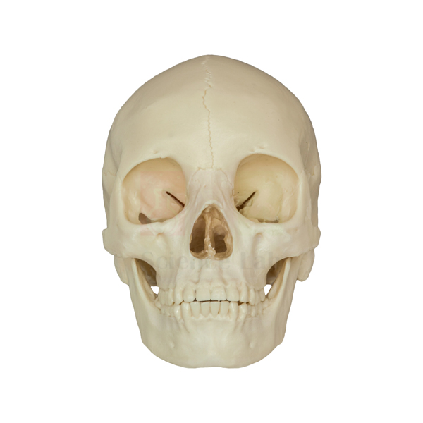Economy Human Skull